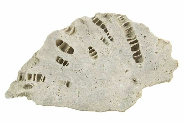 Silurian Dolostone w/ Sparkling Fossil Coral (Fletcheria) - Ohio #336587